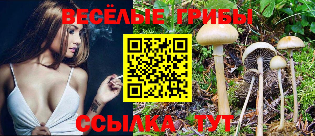 Галлюциногенные грибы Psilocybe Заинск